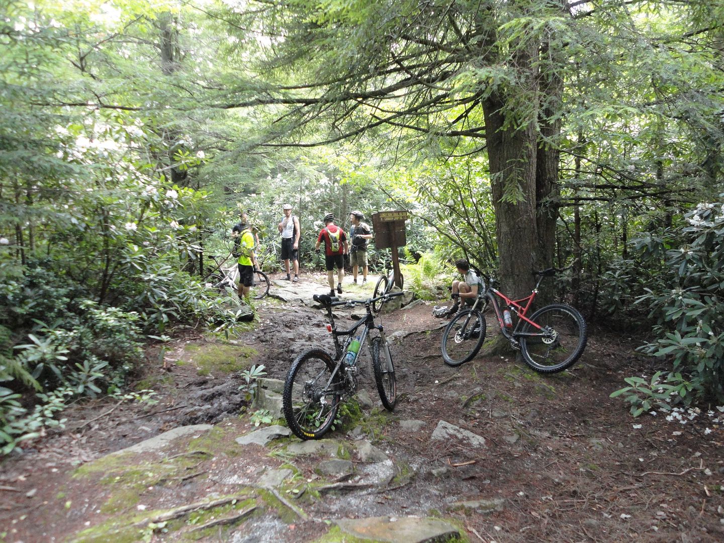 Riding the Plantation trails in Davis, West Virginia Singletracks